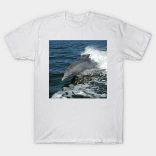 Dolphin20160201 T-Shirt